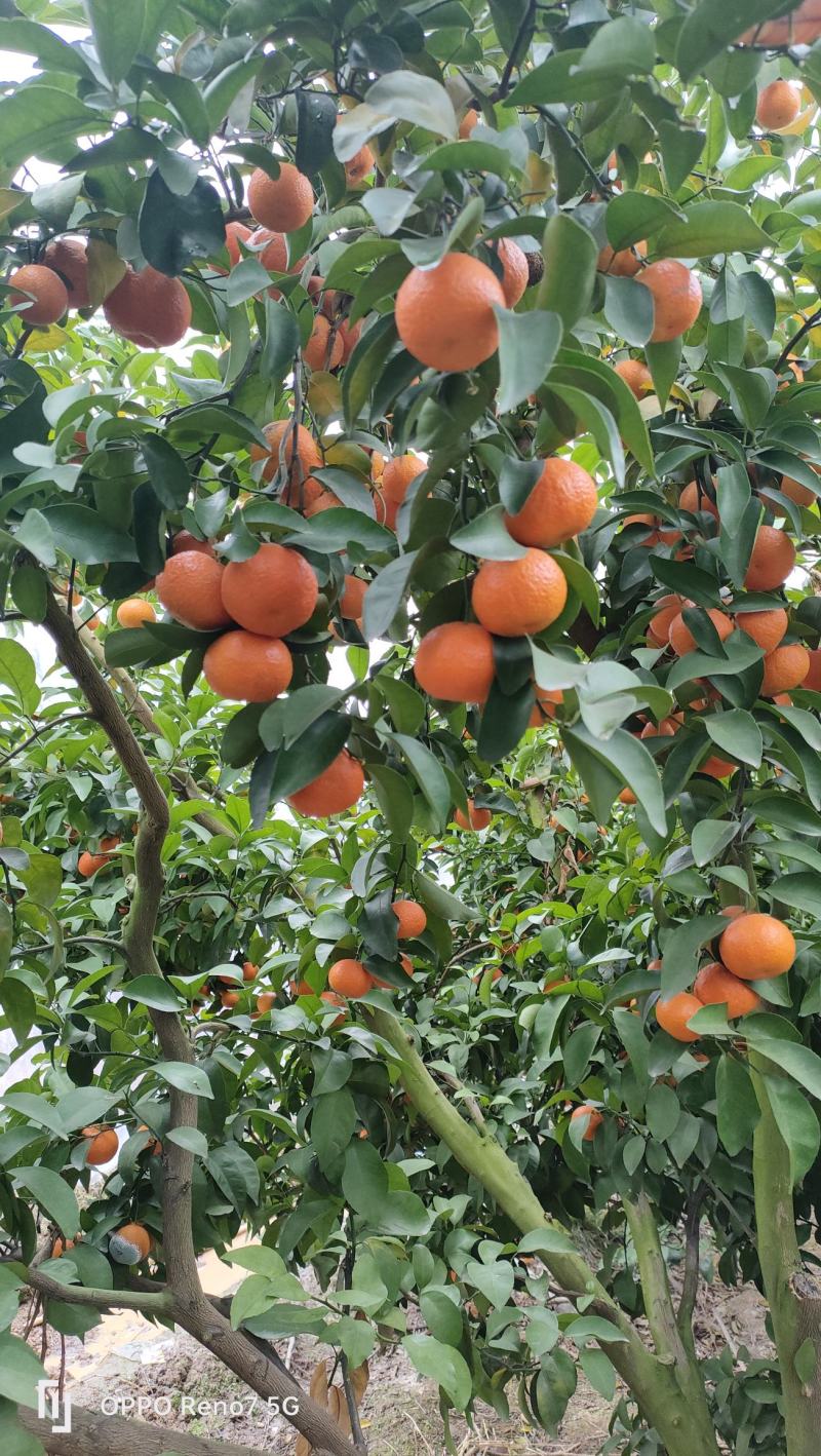 砂糖橘