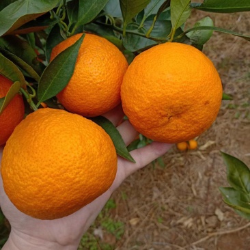 石棉黄果柑