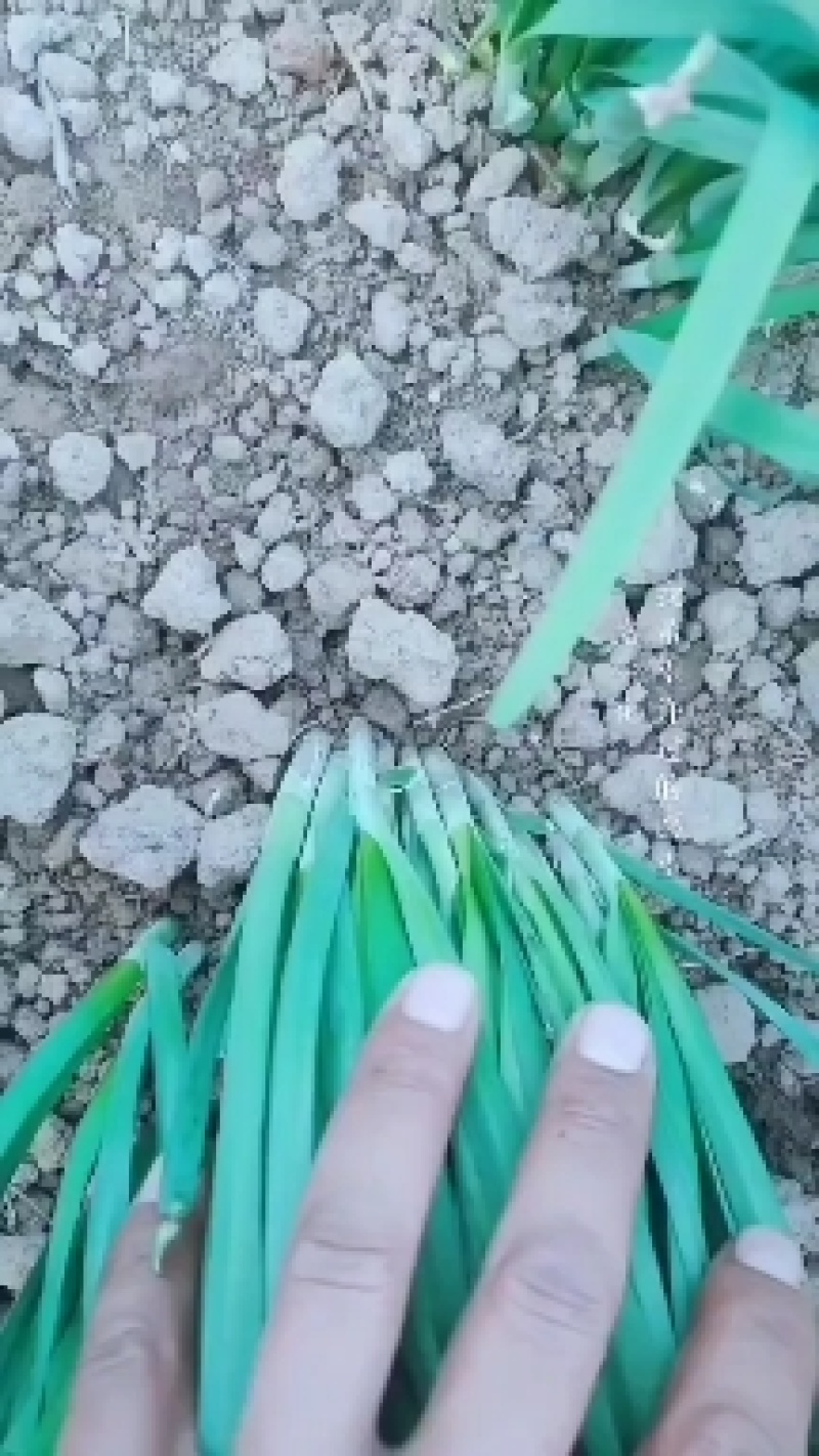 紫根黑韭