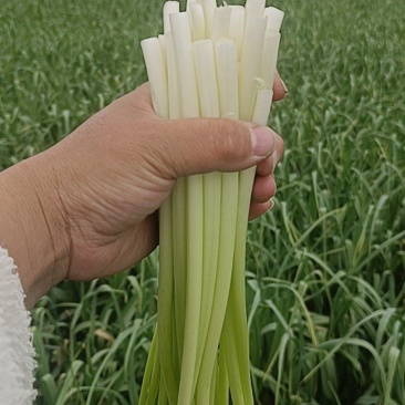 2025汉源又脆又嫩，微甜，汉源蒜薹，田地直发价