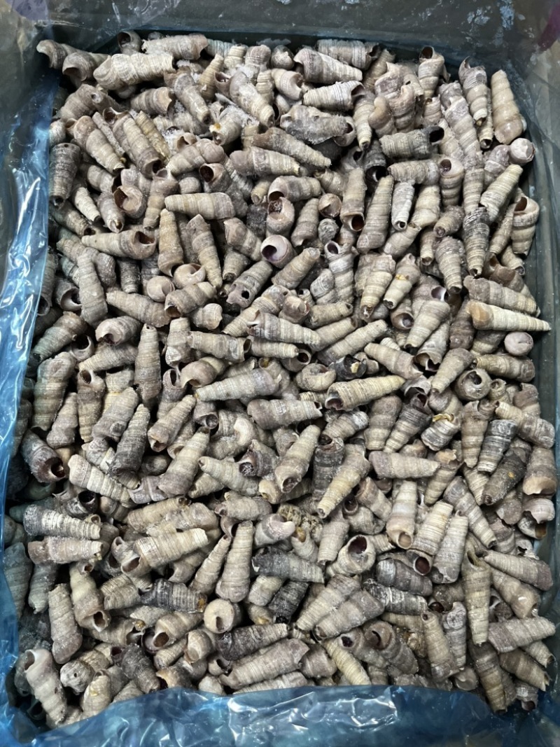 捞汁系列，去尾熟煮钉螺，钉螺