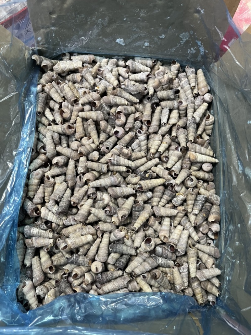 捞汁系列，去尾熟煮钉螺，钉螺
