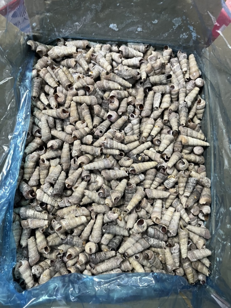 捞汁系列，去尾熟煮钉螺，钉螺