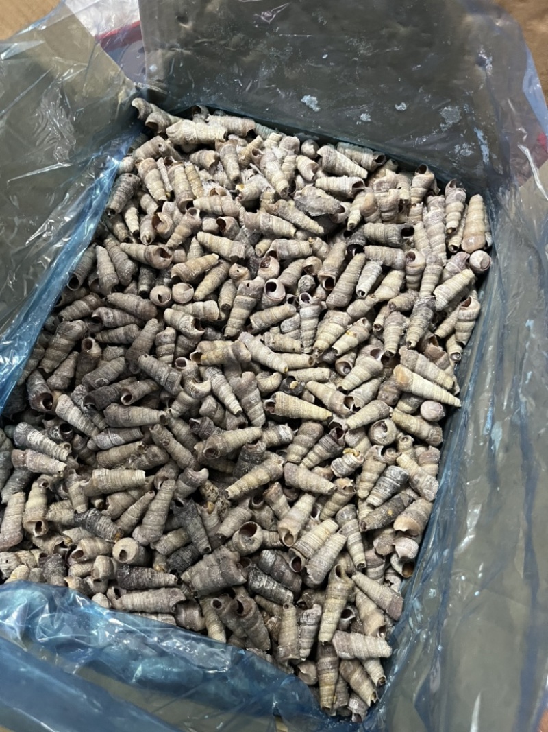 捞汁系列，去尾熟煮钉螺，钉螺