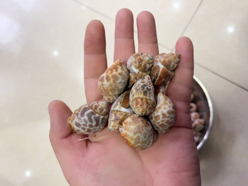 捞汁系列，花螺，50/80，80/120，120/150