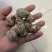 捞汁系列，花螺，50/80，80/120，120/150