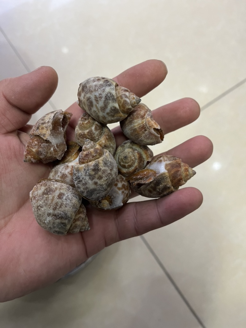 捞汁系列，花螺，50/80，80/120，120/150