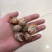 捞汁系列，花螺，50/80，80/120，120/150