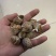 捞汁系列，花螺，50/80，80/120，120/150