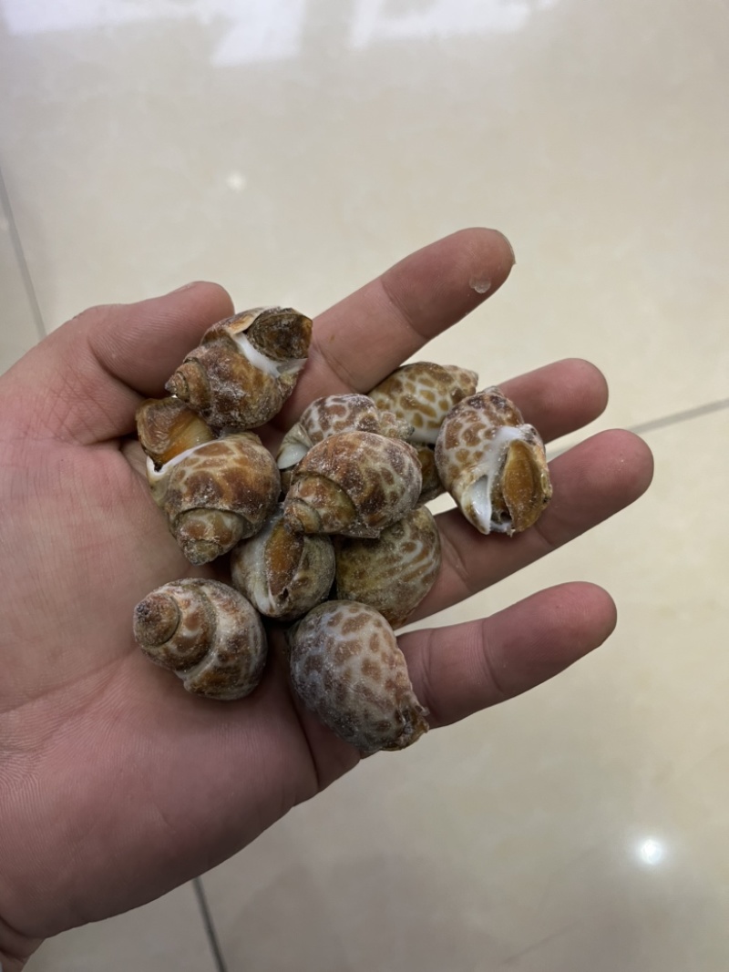 捞汁系列，花螺，50/80，80/120，120/150
