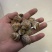 捞汁系列，花螺，50/80，80/120，120/150