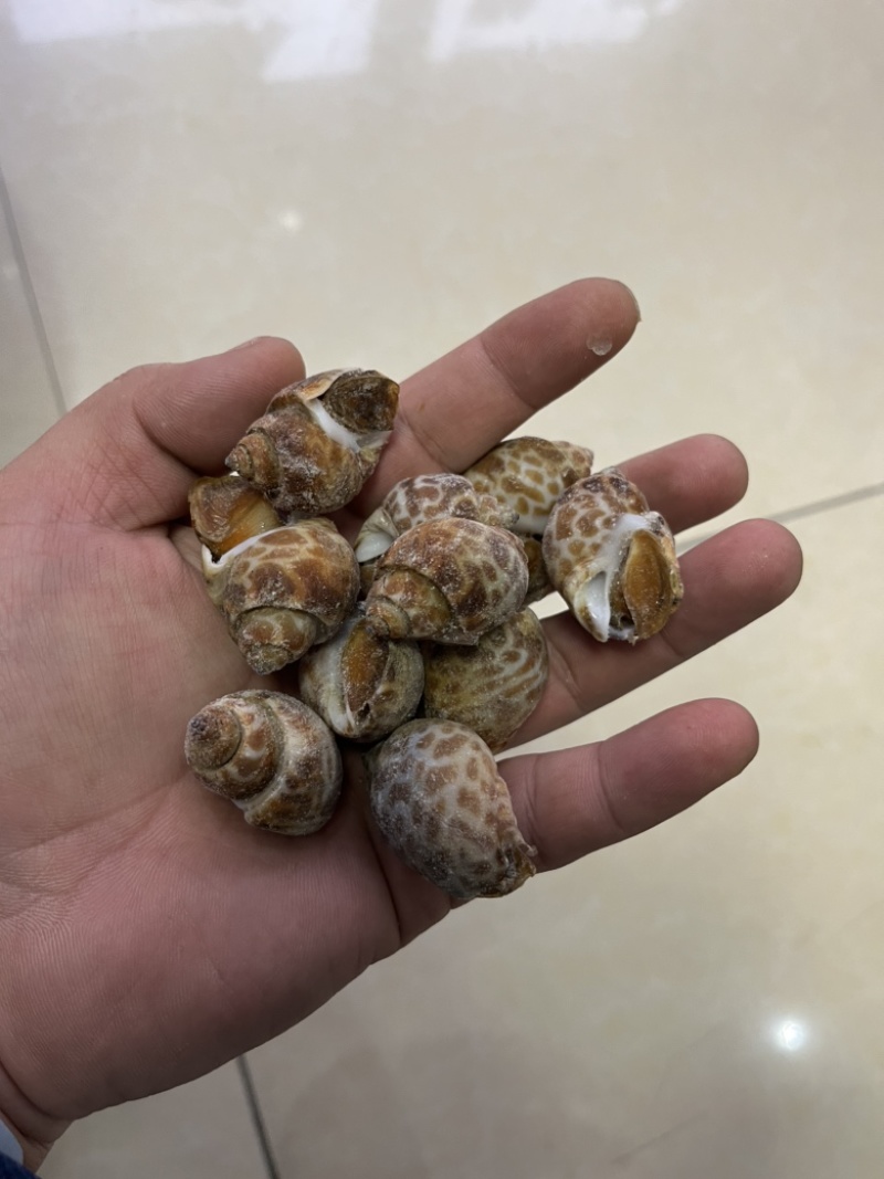 捞汁系列，花螺，50/80，80/120，120/150