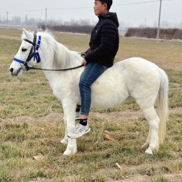 矮马德宝矮马矮脚马儿童乘骑马景区带客儿童乘骑马