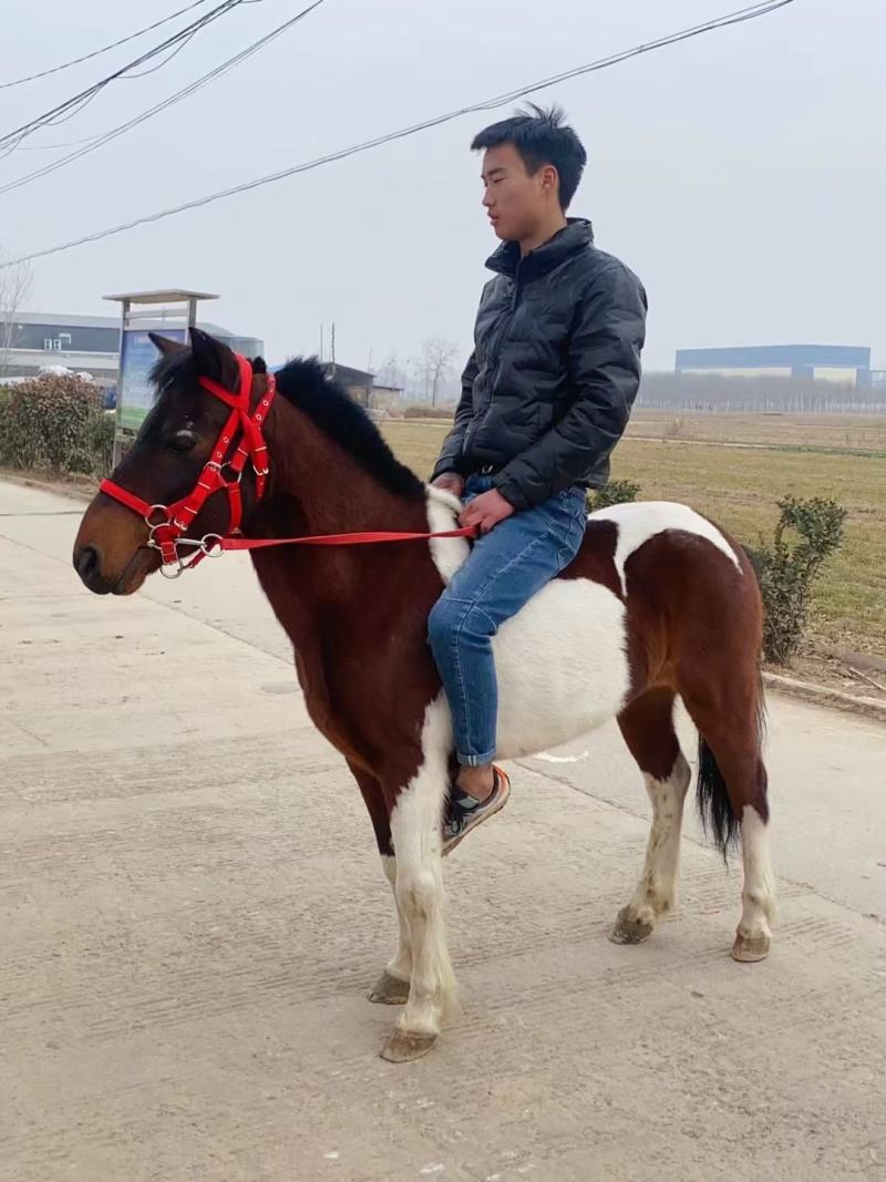 矮马德宝矮马矮脚马儿童乘骑马景区带客儿童乘骑马