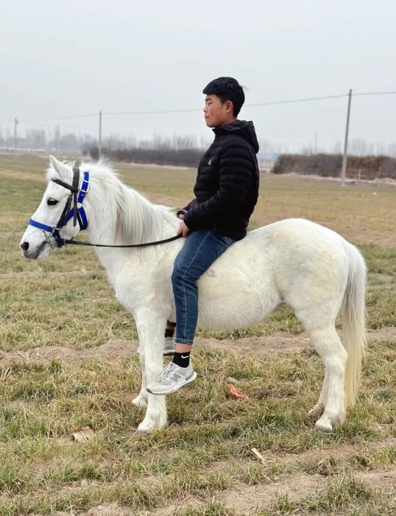 矮马德宝矮马矮脚马儿童乘骑马景区带客儿童乘骑马