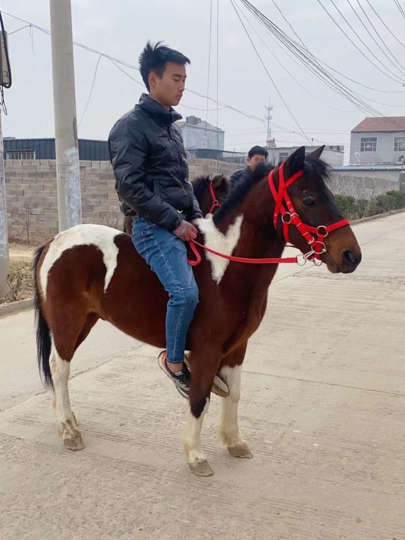 矮马德宝矮马矮脚马儿童乘骑马景区带客儿童乘骑马