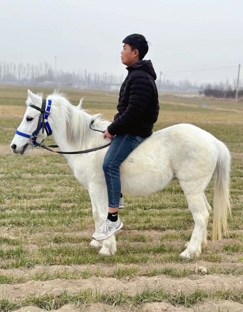 矮马德宝矮马矮脚马儿童乘骑马景区带客儿童乘骑马