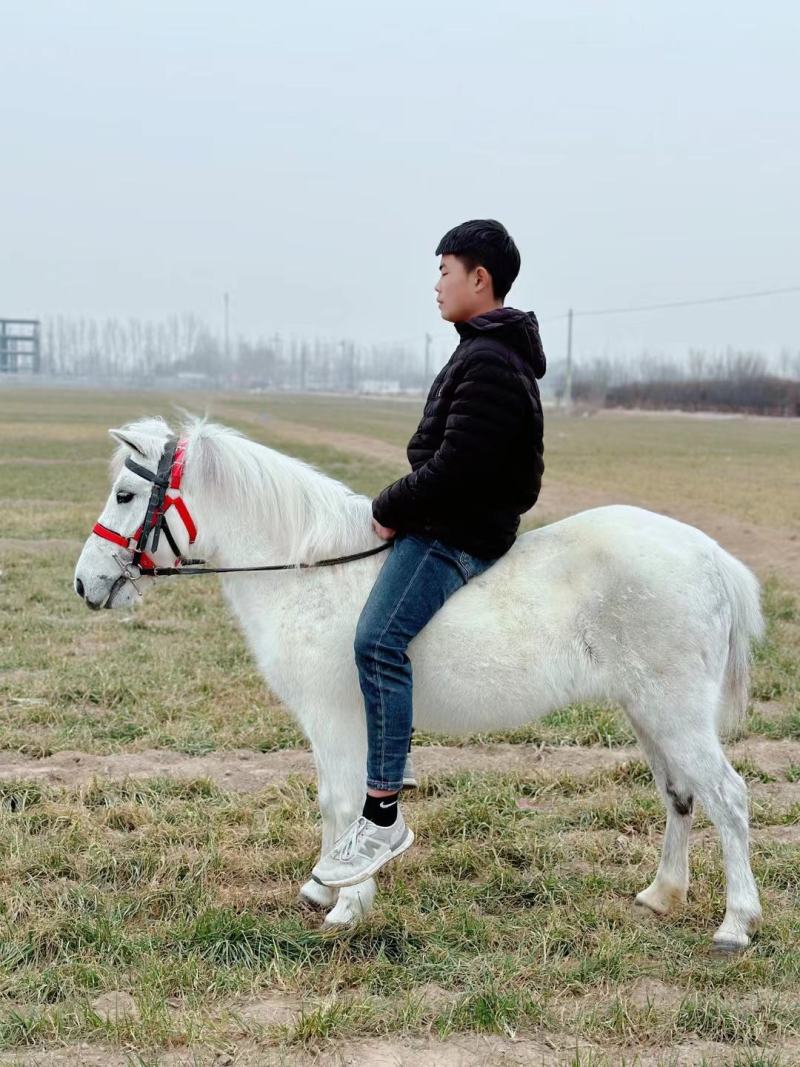 矮马德宝矮马矮脚马儿童乘骑马景区带客儿童乘骑马