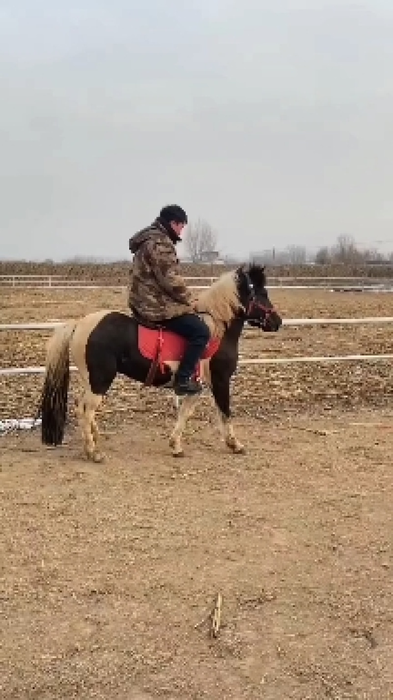 矮马德宝矮马矮脚马儿童乘骑马景区带客儿童乘骑马