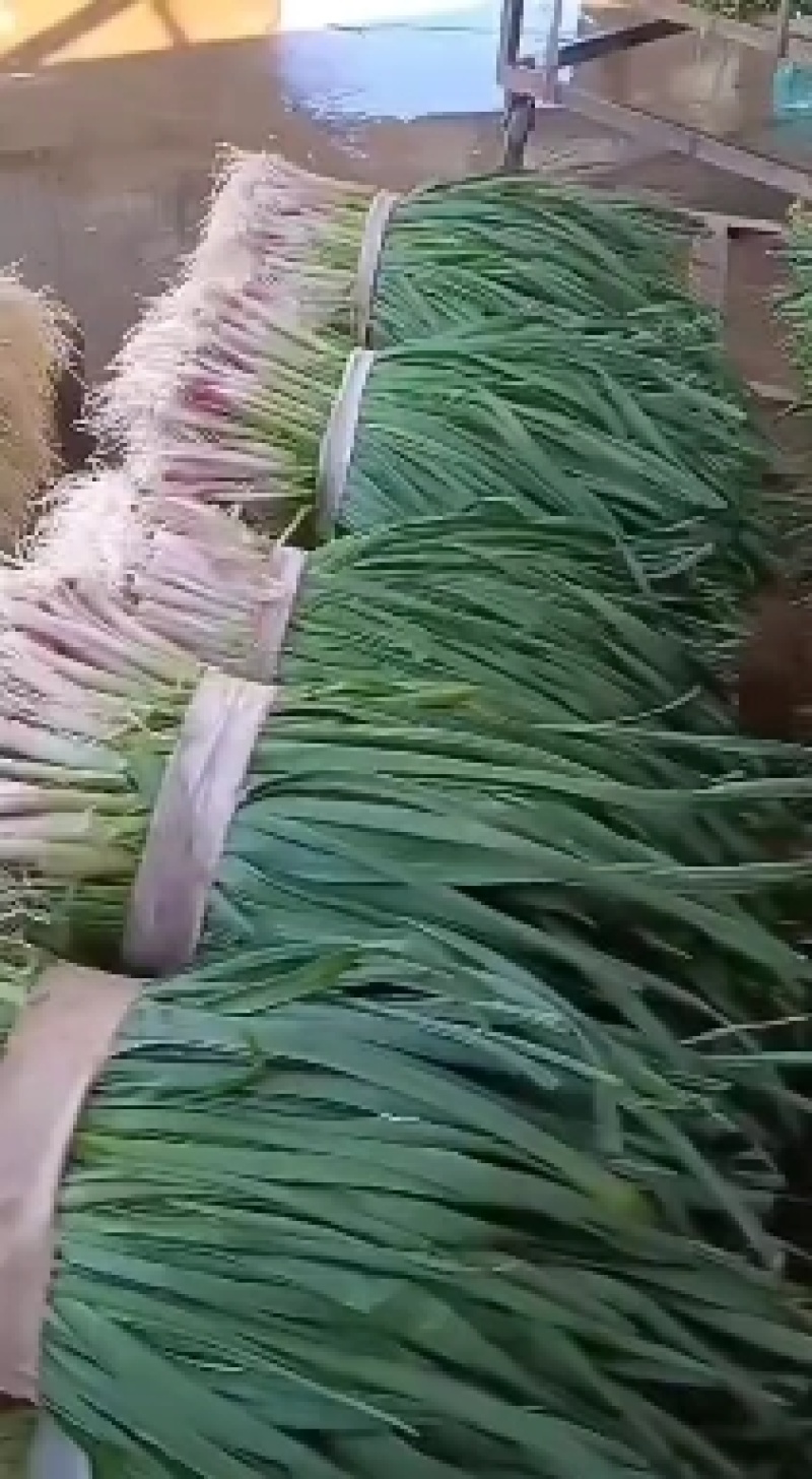 红根蒜苗，产地大量供货，质量放心，欢迎老板选购