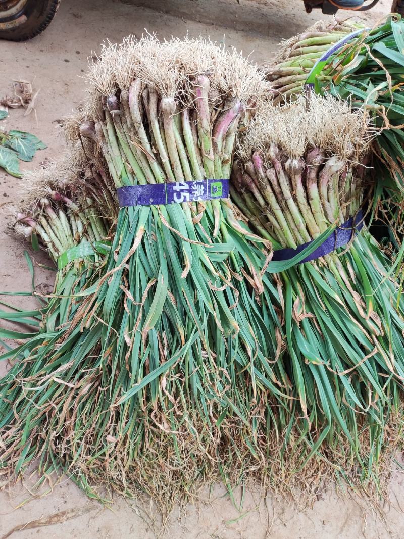 红根蒜苗，产地大量供货，质量放心，欢迎老板选购