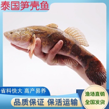 渔场直供3厘米快大淡水泰国笋壳鱼苗沙塘鳢鱼苗杂交笋壳鱼苗