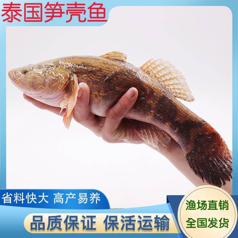 渔场直供3厘米快大淡水泰国笋壳鱼苗沙塘鳢鱼苗杂交笋壳鱼苗