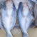 【牛商优选】开背巴沙鱼进口原条鱼一手货源对接餐厅欢迎选购