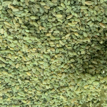 新疆吐鲁番葡萄干，绿无核，绿珍珠，绿宝石葡萄干
