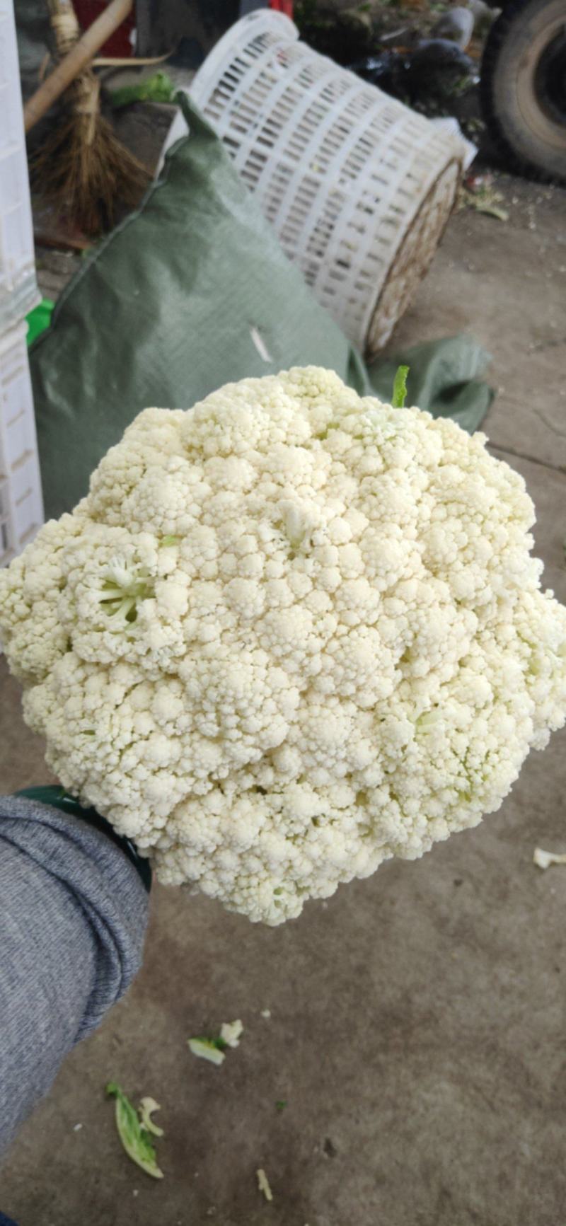 福建漳州漳浦优质有机花白面青梗松花