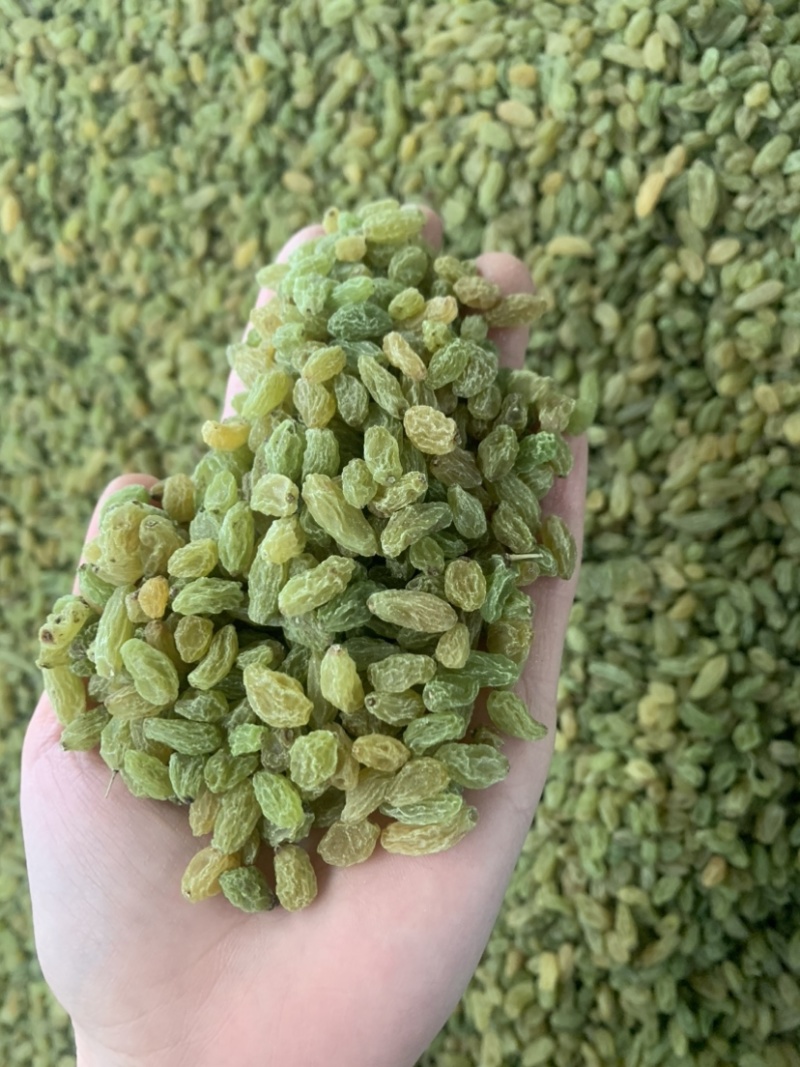 新疆吐鲁番葡萄干，绿无核，绿珍珠，绿宝石葡萄干