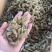 新疆吐鲁番葡萄干，绿无核，绿珍珠，绿宝石葡萄干
