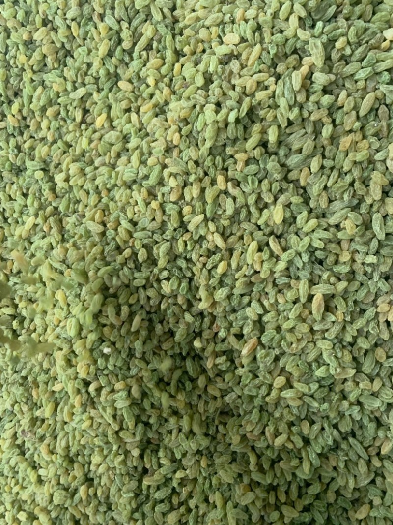 新疆吐鲁番葡萄干，绿无核，绿珍珠，绿宝石葡萄干