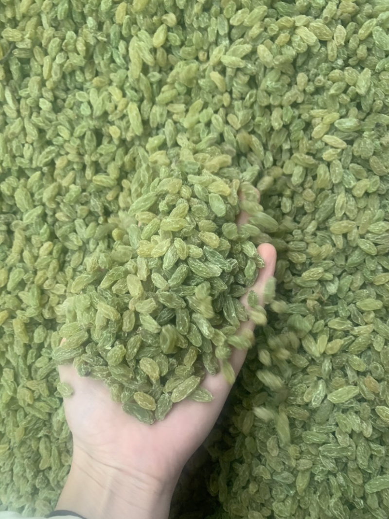 新疆吐鲁番葡萄干，绿无核，绿珍珠，绿宝石葡萄干