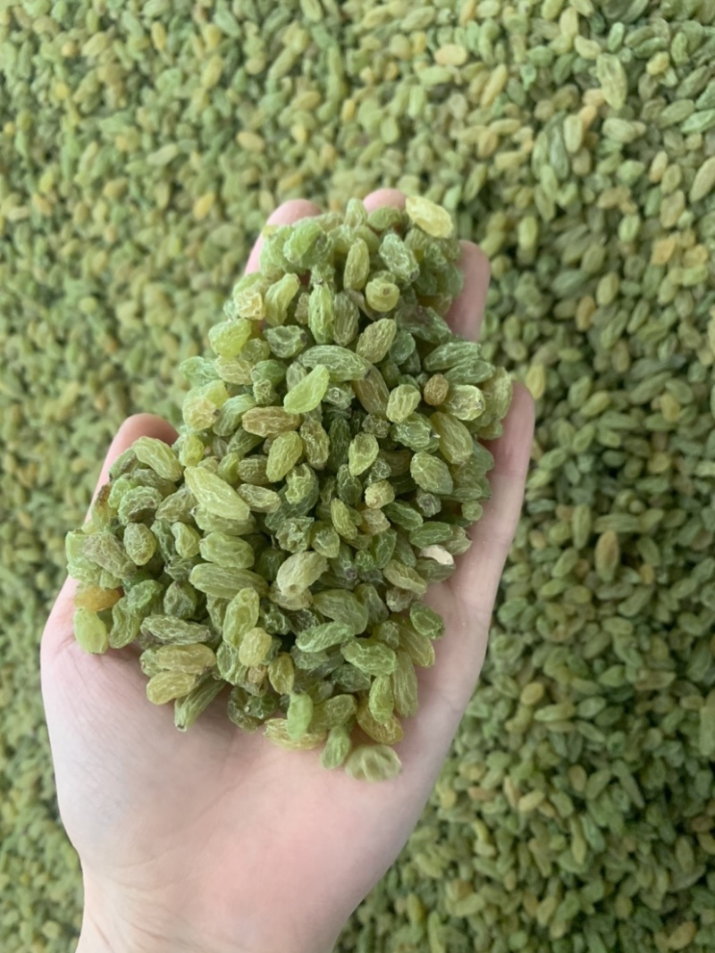 新疆吐鲁番葡萄干，绿无核，绿珍珠，绿宝石葡萄干