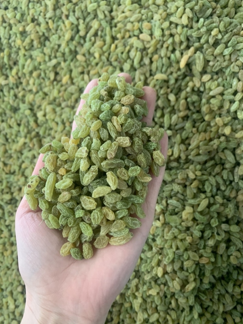 新疆吐鲁番葡萄干，绿无核，绿珍珠，绿宝石葡萄干