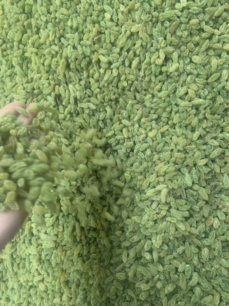 新疆吐鲁番葡萄干，绿无核，绿珍珠，绿宝石葡萄干