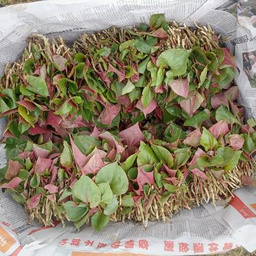 鱼腥草折耳根精品鱼腥草折耳根精品鱼腥草折耳根