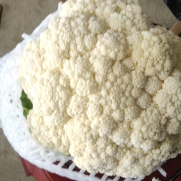 福建漳州漳浦优质有机花白面青梗松花
