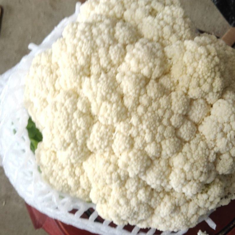 福建漳州漳浦优质有机花白面青梗松花