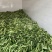 产地新苗燕白黄瓜上市！品种优良，质量保证！！