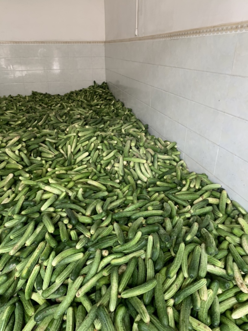 产地新苗燕白黄瓜上市！品种优良，质量保证！！