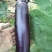 茄子苗大圆紫茄子苗长茄苗