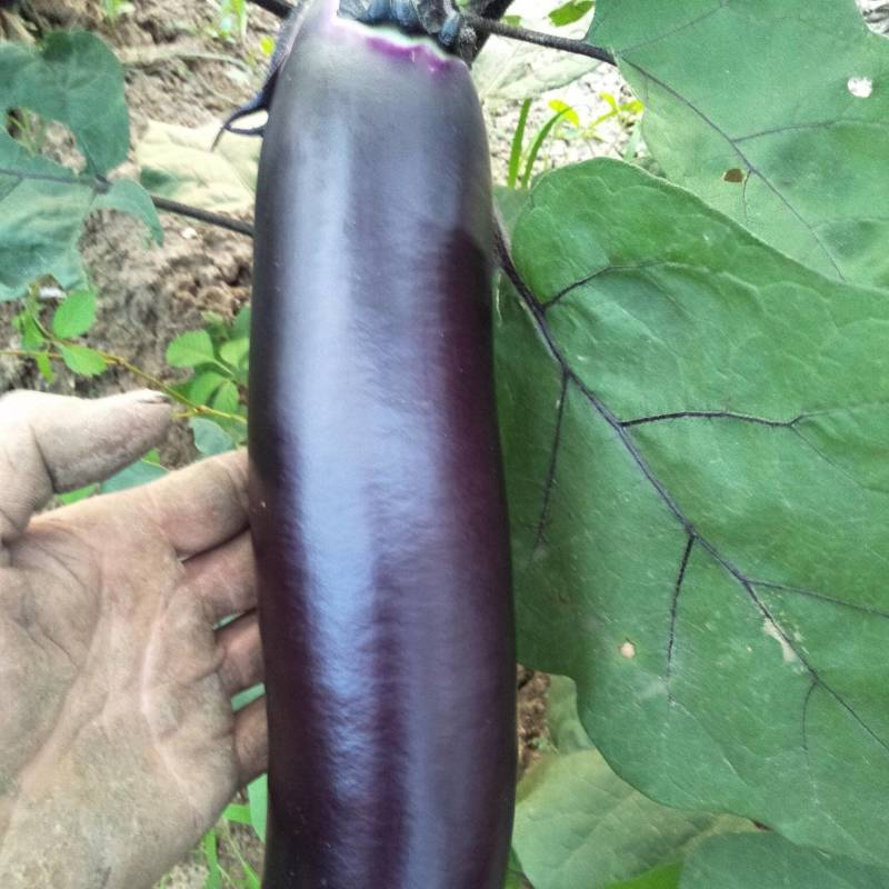 茄子苗大圆紫茄子苗长茄苗