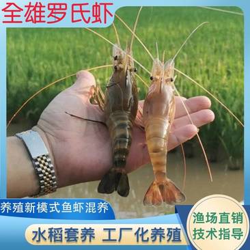 广东渔场直供一代快大淡水罗氏沼虾苗淡水虾苗提供技术指导