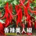 美人椒苗日交易额量大从优欢迎采购实地考察包技术知道包存活