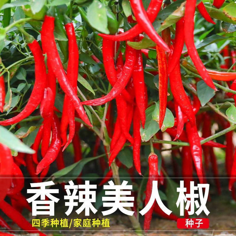 美人椒苗日交易额量大从优欢迎采购实地考察包技术知道包存活
