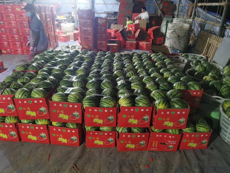 麒麟西瓜大量现货产地直发欢迎光临无籽西瓜美都西瓜一件代发