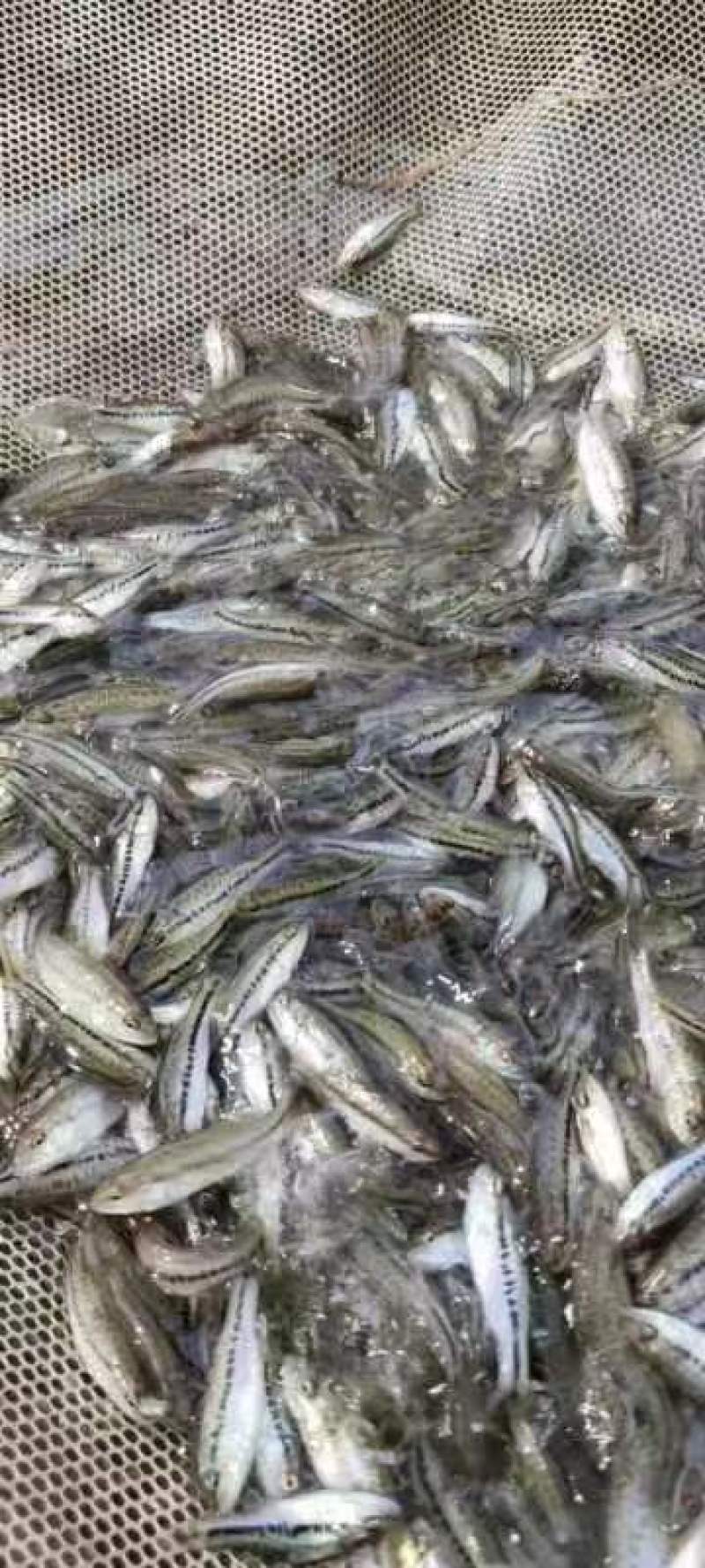 加州鲈鱼苗淡水加州鲈鱼苗一手货源