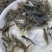 加州鲈鱼苗淡水加州鲈鱼苗一手货源